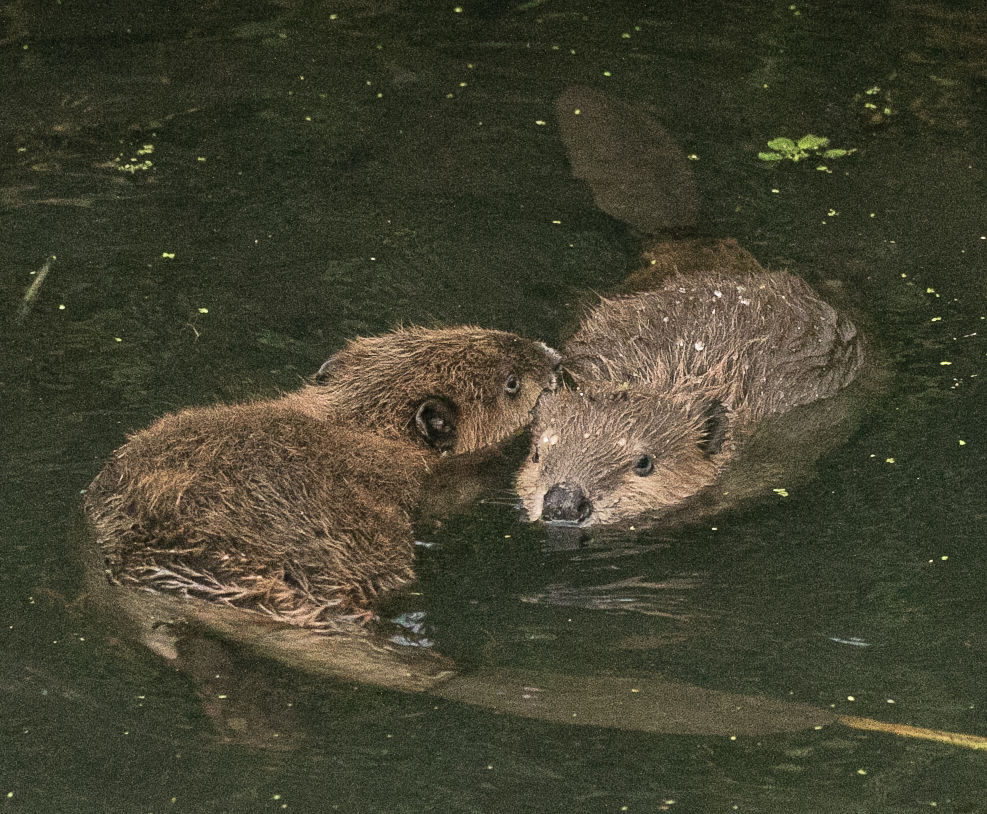 Beaver Lodge Summer 2017